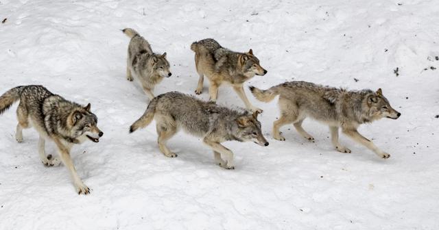 辟谣：虎怕群狼？且看东北虎与狼，西伯利亚一哥与三弟的长期较量