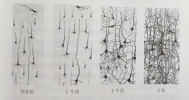 0-3岁是脑神经细胞增多时期，家长做好这3点，宝宝长出“聪明脑”