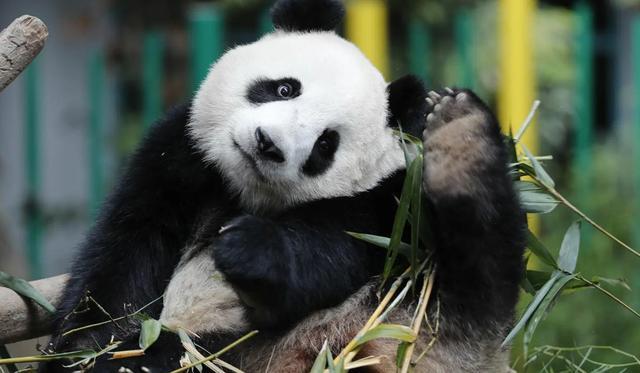 老虎会捕食熊猫吗？它们是否在同一片生境中生活过？