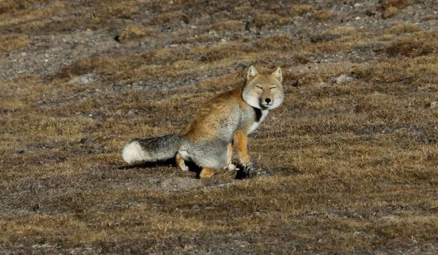 藏狐是高原鼠兔的专性捕食者，它的存在直接影响草原生态健康度