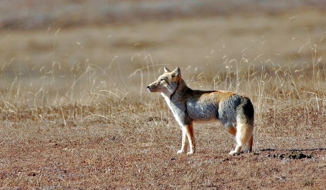藏狐是高原鼠兔的专性捕食者，它的存在直接影响草原生态健康度