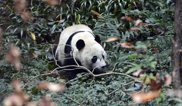 老虎会捕食熊猫吗？它们是否在同一片生境中生活过？