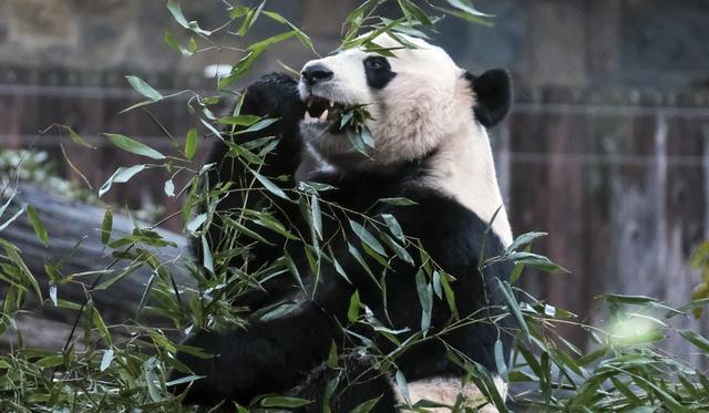 老虎会捕食熊猫吗？它们是否在同一片生境中生活过？