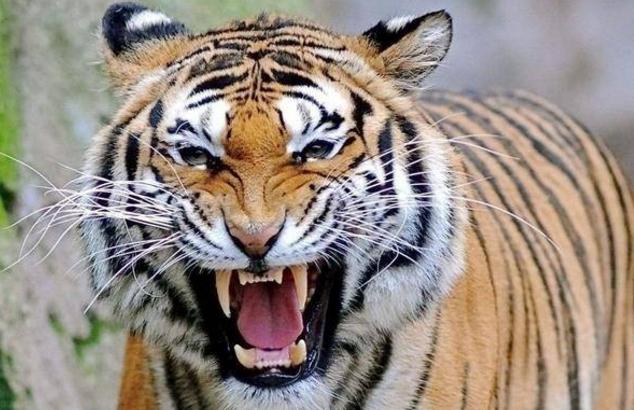 如果老虎的“秘密武器”都被摘除，它们还会对人类产生威胁吗？