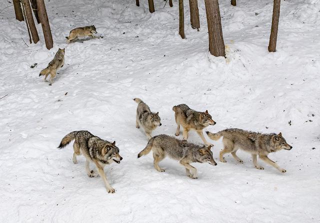 辟谣：虎怕群狼？且看东北虎与狼，西伯利亚一哥与三弟的长期较量
