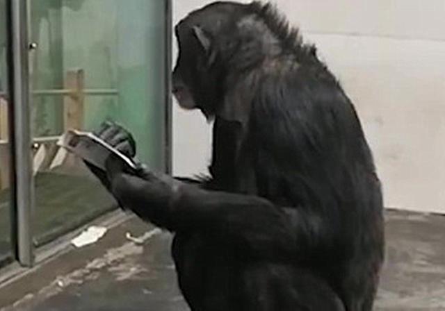 猩猩智商有多高？不爱食物爱看报，上演现实版“猩球崛起”