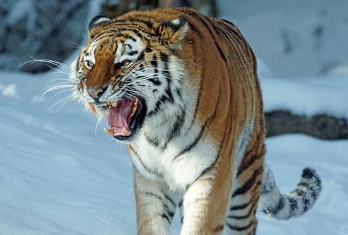 如果老虎的“秘密武器”都被摘除，它们还会对人类产生威胁吗？