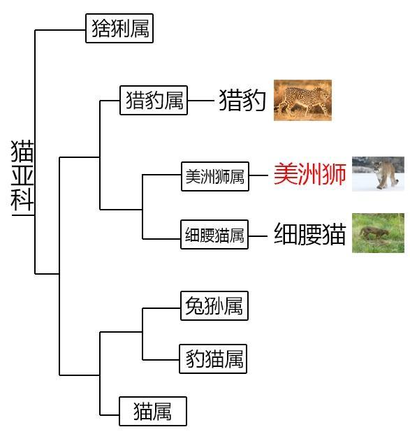 辟谣：美洲豹一定比美洲狮大吗？须知动物的体型受环境影响很大