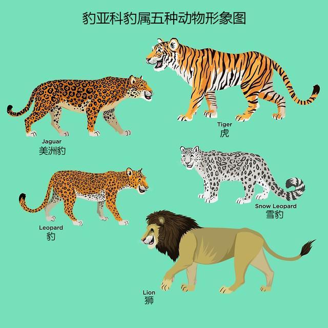 辟谣：美洲豹一定比美洲狮大吗？须知动物的体型受环境影响很大