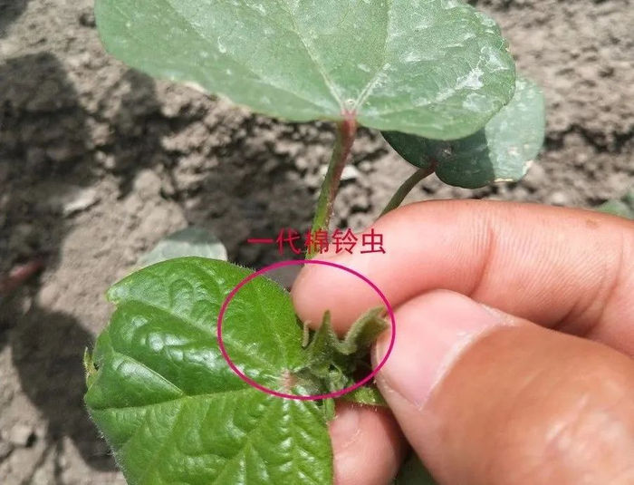 农作物主要病虫害发生趋势及防治建议(5月25 日)