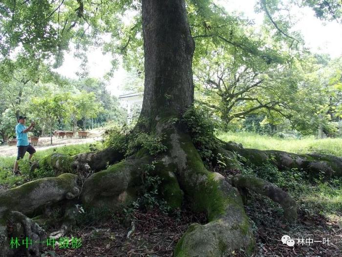 溪口网红桥·锡美村·玉瑶山庄游记