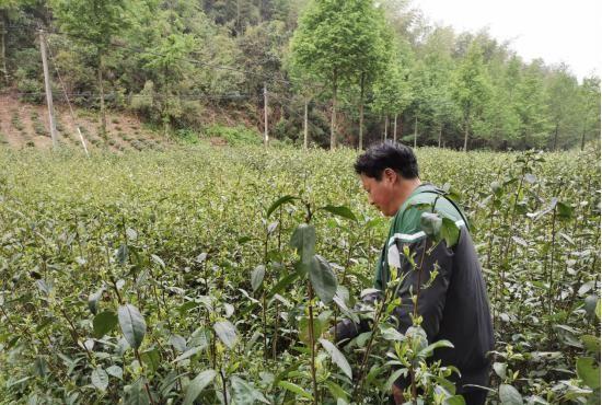 池州市青阳县朱备镇：贫困户中的文艺人