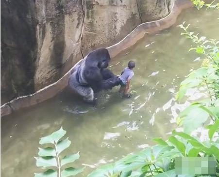 小男孩不慎掉入动物园人工河，大猩猩一把将其抓住，却是这结果