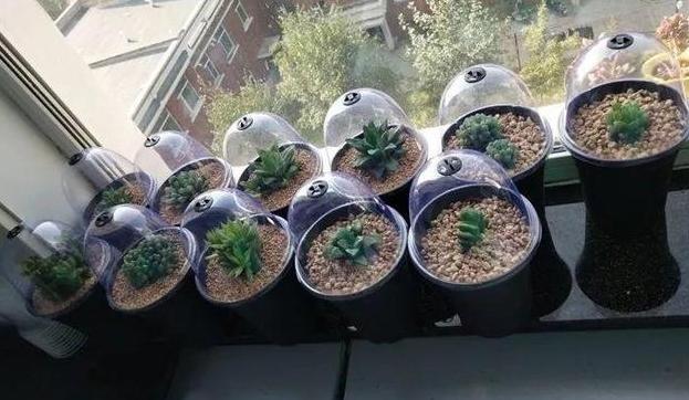 盆栽植物巧用罩天窗：扦插生根、多肉出状态、成株催花变简单了