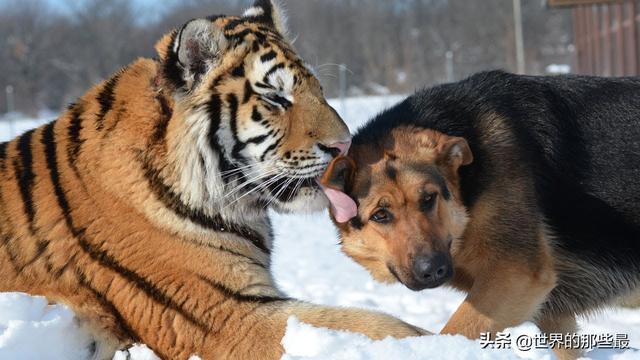 老虎的气味对狮子，或者没见过它的动物来说，有没有震慑力？