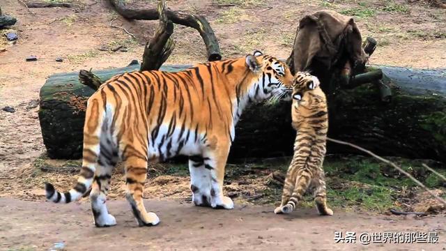 老虎的气味对狮子，或者没见过它的动物来说，有没有震慑力？