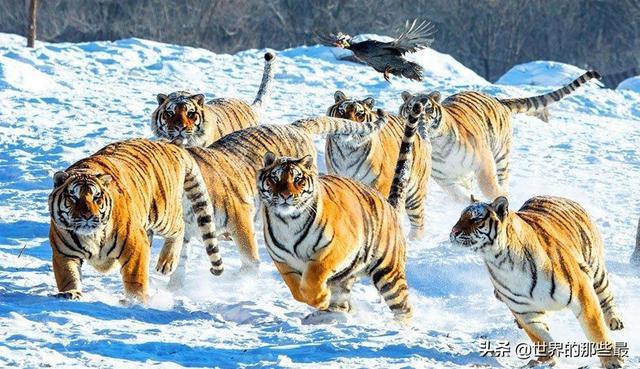 东北虎跟大型西伯利亚狼群相遇，先逃跑的是狼还是老虎？