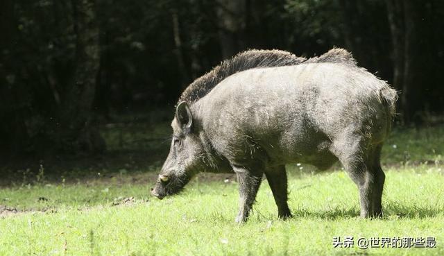 东北虎跟大型西伯利亚狼群相遇，先逃跑的是狼还是老虎？