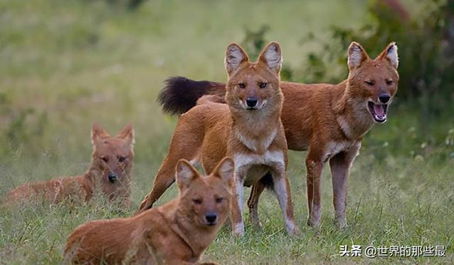 在犬科家族里，它们“奸名”远播，体型小却能让老虎都害怕