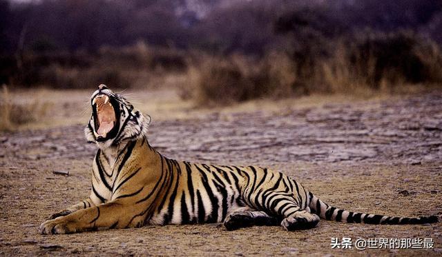 老虎的尾巴具体能起到作用？截掉的话，会对老虎产生哪些影响？