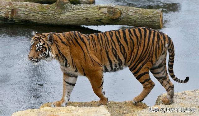 老虎的尾巴具体能起到作用？截掉的话，会对老虎产生哪些影响？
