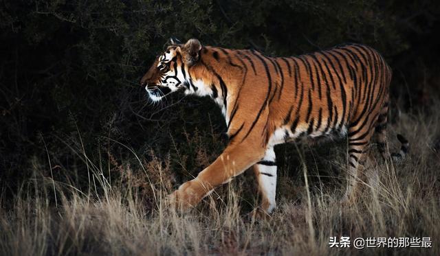 野生老虎有没有攻击过大熊猫？华南虎在熊猫地盘上生活过一段时间