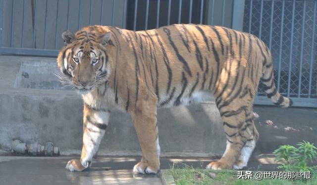 野生老虎有没有攻击过大熊猫？华南虎在熊猫地盘上生活过一段时间