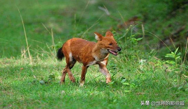 大自然里存在狈这种动物吗？它们主要生活在我国哪些省份？