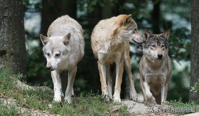 这种猛兽是最强的犬科动物，能“完虐”当地最厉害的猫科动物