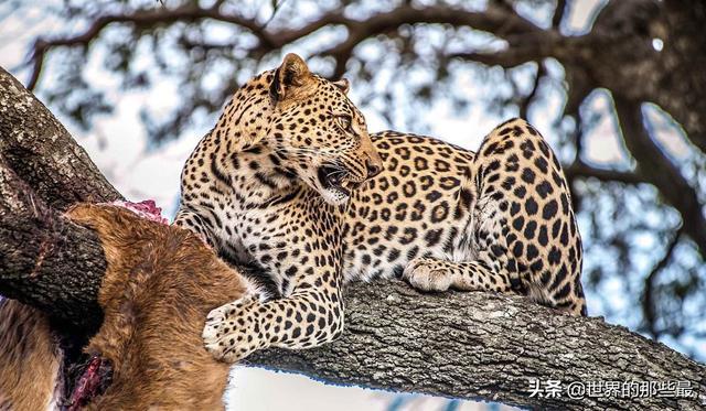 野生猫科动物整体实力排行榜：雪豹排第五，而它排在首位