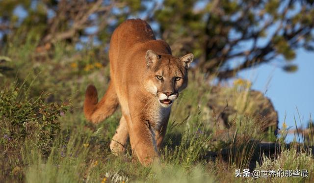 山狮：大猫里面凶狠的弱者，能与灰狼较劲却被狗猎杀