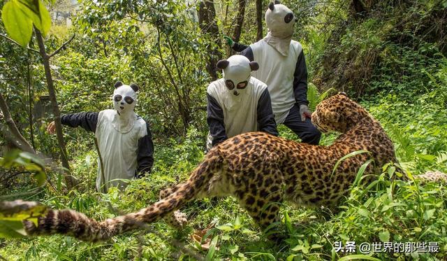 野生老虎有没有攻击过大熊猫？华南虎在熊猫地盘上生活过一段时间