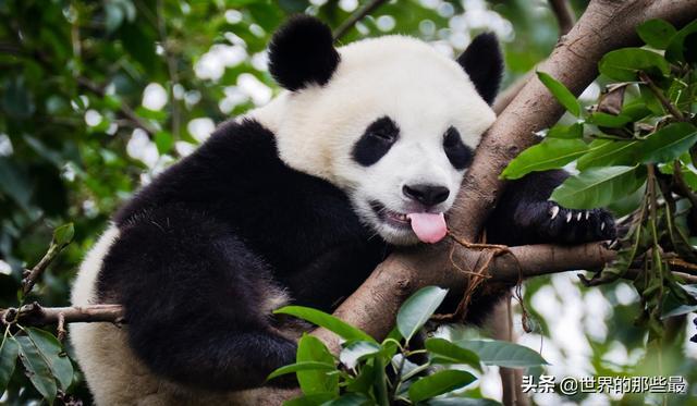 野生老虎有没有攻击过大熊猫？华南虎在熊猫地盘上生活过一段时间