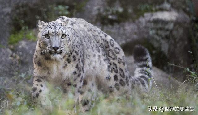 野生猫科动物整体实力排行榜：雪豹排第五，而它排在首位