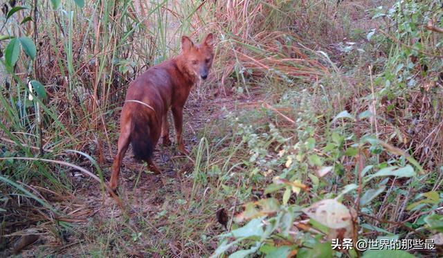 在犬科家族里，它们“奸名”远播，体型小却能让老虎都害怕