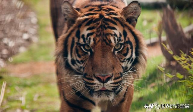 野生老虎有没有攻击过大熊猫？华南虎在熊猫地盘上生活过一段时间