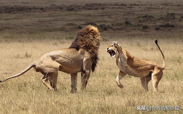 同样是狮子，为什么落单的雌狮总是被鬣狗欺负？而雄狮却不会？