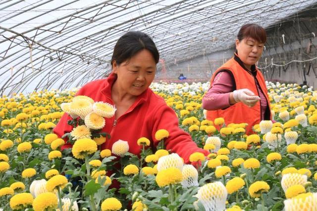 江苏东海县：幸福像“花儿”一样