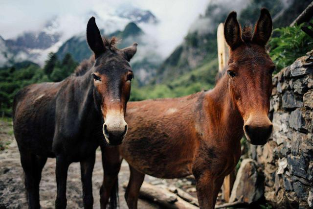 骡子究竟有着怎样的来历,为什么民间会说骡子怀孕必死...