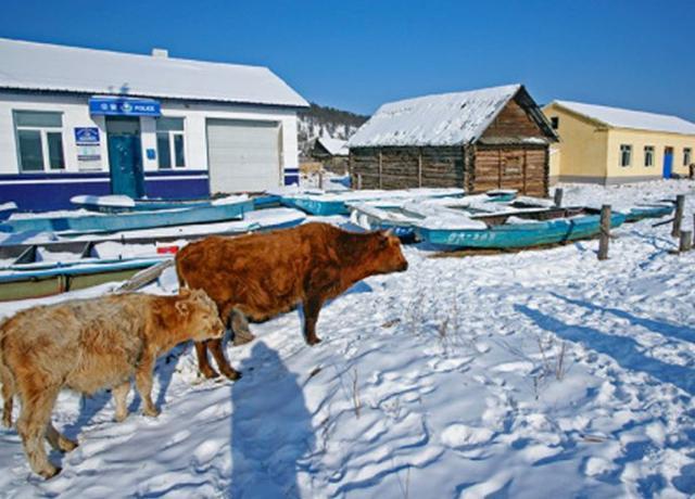 中国最北的村庄，冬季雪景似冰雪世界，原生态环境令人超向往！