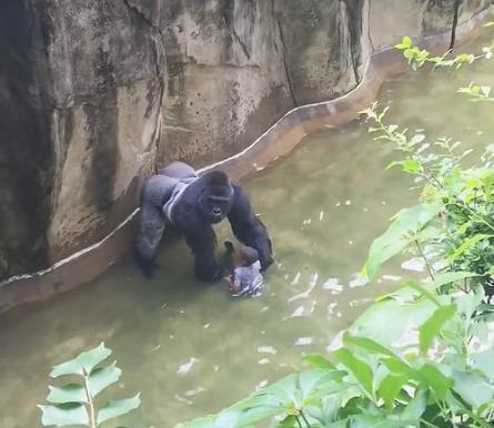 小男孩不慎掉入动物园人工河，大猩猩一把将其抓住，却是这结果
