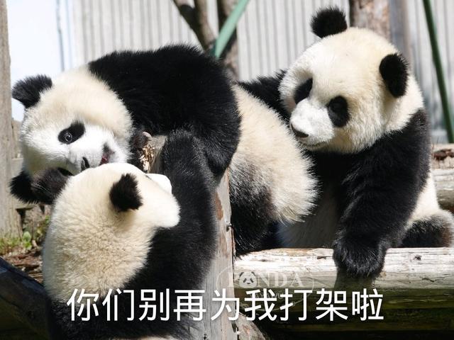 搞笑表情包系列：可爱的大熊猫已上线​