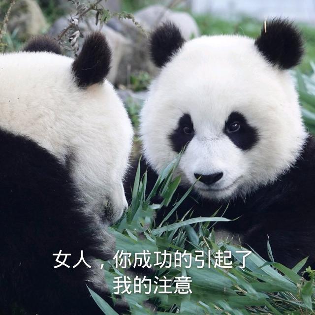 搞笑表情包系列：可爱的大熊猫已上线​