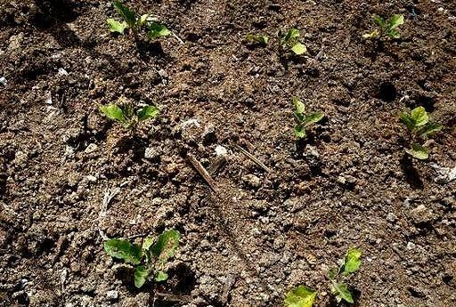 茄子幼苗发黄5大因素，这块地5个原因，如何预防和补救