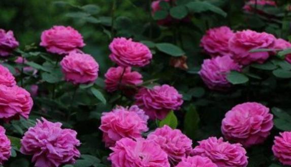新手养花，不如养盆花中精品“蓝月亮玫瑰”，花色紫红，高贵典雅