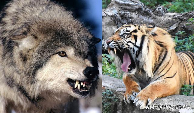 最大的狼斗得过最小的老虎吗？北美灰狼与苏门答腊虎比谁厉害？