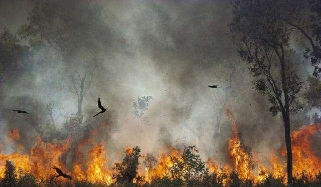 澳大利亚发现3种会使用火的鸟类，澳洲4个月来的山火或是它们放的