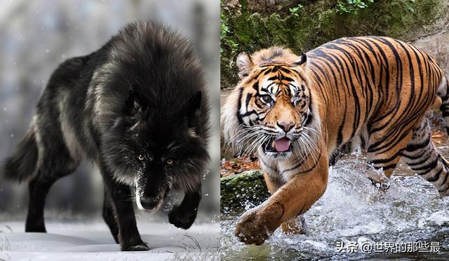 最大的狼斗得过最小的老虎吗？北美灰狼与苏门答腊虎比谁厉害？