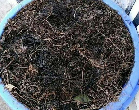 盆土表面铺松针有啥好处？可预防闷根，保证盆栽植物肥力足