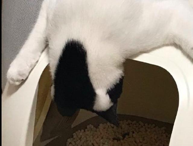 猫咪上完厕所后，总喜欢趴在猫砂盆上看粑粑，是怕铲屎官偷吃吗？